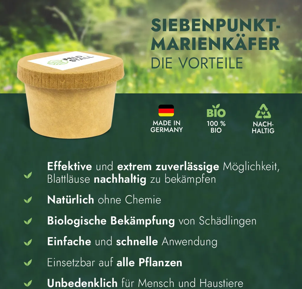 FeldundStall Siebenpunkt Marienkäfer Larven 150 Stk - Nützling Zur Bekämpfung Von Blattläusen 6 FeldundStall Siebenpunkt Marienkäfer Larven 150 Stk - Nützling Zur Bekämpfung Von Blattläusen – Bild 4