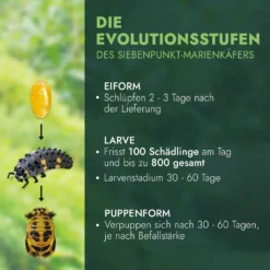 FeldundStall Siebenpunkt Marienkäfer Larven 150 Stk - Nützling Zur Bekämpfung Von Blattläusen 13 FeldundStall Siebenpunkt Marienkäfer Larven 150 Stk - Nützling Zur Bekämpfung Von Blattläusen -Günstiges Laube Lust Geschäft 149284cf2782247a80c8112c55d48dc6