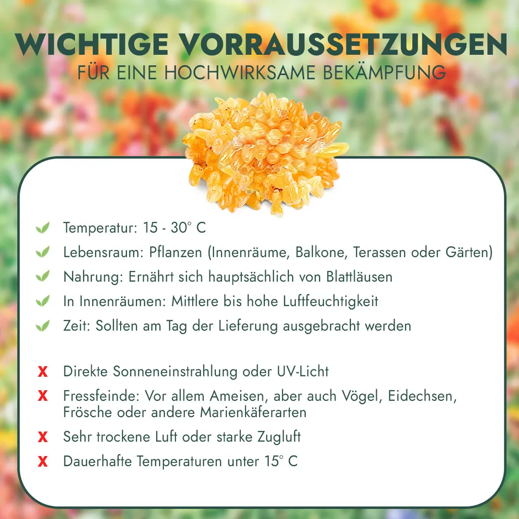 FeldundStall Siebenpunkt Marienkäfer Larven 150 Stk - Nützling Zur Bekämpfung Von Blattläusen 8 FeldundStall Siebenpunkt Marienkäfer Larven 150 Stk - Nützling Zur Bekämpfung Von Blattläusen – Bild 6