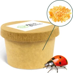 FeldundStall Siebenpunkt Marienkäfer Larven 150 Stk - Nützling Zur Bekämpfung Von Blattläusen