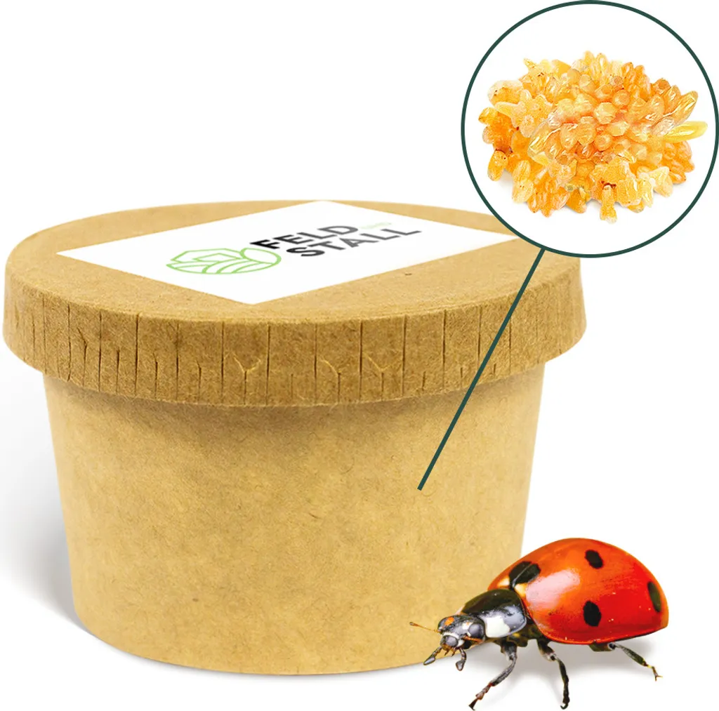 FeldundStall Siebenpunkt Marienkäfer Larven 150 Stk - Nützling Zur Bekämpfung Von Blattläusen 3 FeldundStall Siebenpunkt Marienkäfer Larven 150 Stk - Nützling Zur Bekämpfung Von Blattläusen