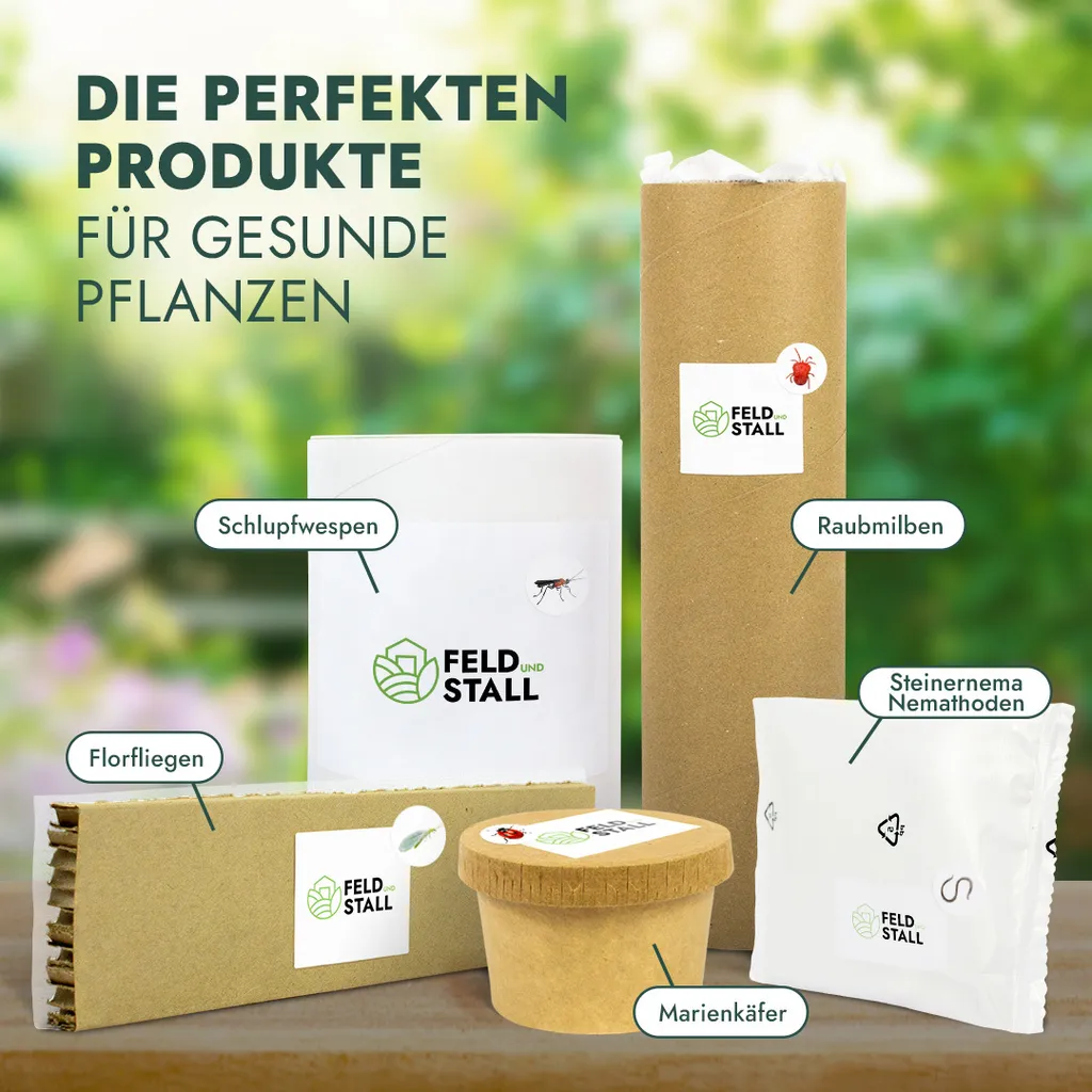 FeldundStall Siebenpunkt Marienkäfer Larven 150 Stk - Nützling Zur Bekämpfung Von Blattläusen 9 FeldundStall Siebenpunkt Marienkäfer Larven 150 Stk - Nützling Zur Bekämpfung Von Blattläusen – Bild 7