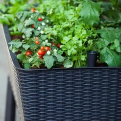 Keter Garten-Blumentopf "Easy Growing" 120 L 229098 11 Keter Garten-Blumentopf "Easy Growing" 120 L 229098 -Günstiges Laube Lust Geschäft 4a2ed5e179b61781d57f58bb86efde8f