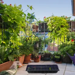 Relaxdays Anzuchtkasten 3er Set Je 50 Fächer -Günstiges Laube Lust Geschäft 543e4ef53a1240570eb2497bd387092d