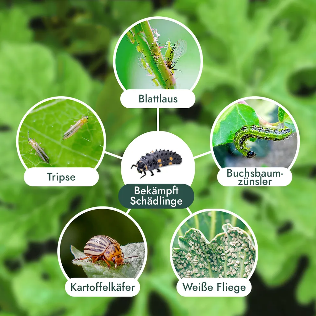 FeldundStall Siebenpunkt Marienkäfer Larven 150 Stk - Nützling Zur Bekämpfung Von Blattläusen 5 FeldundStall Siebenpunkt Marienkäfer Larven 150 Stk - Nützling Zur Bekämpfung Von Blattläusen – Bild 3