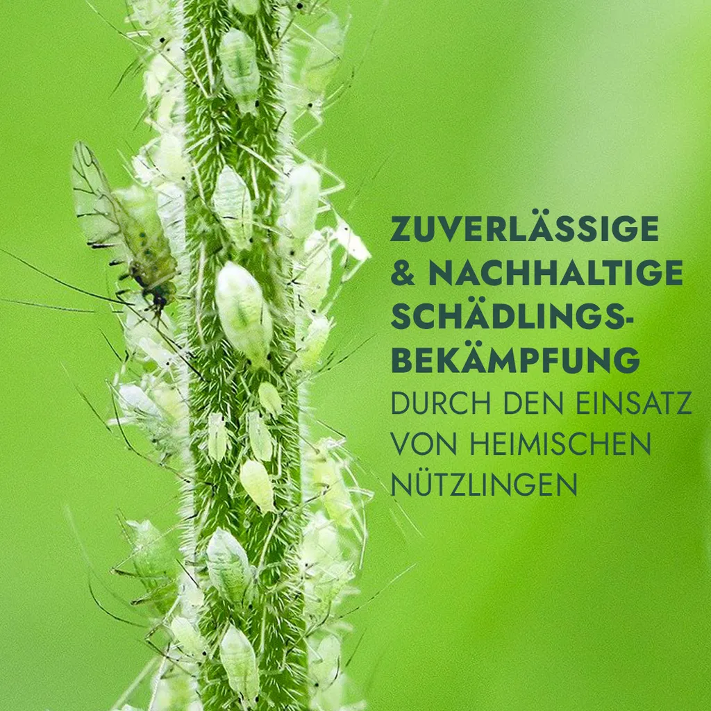 FeldundStall Siebenpunkt Marienkäfer Larven 150 Stk - Nützling Zur Bekämpfung Von Blattläusen 4 FeldundStall Siebenpunkt Marienkäfer Larven 150 Stk - Nützling Zur Bekämpfung Von Blattläusen – Bild 2