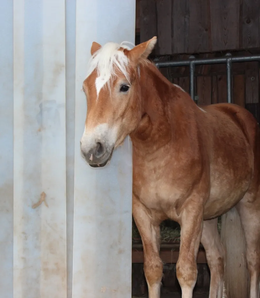 PVC-Streifenvorhang Lamellenvorhang Lamellen 20cm Br 1,50m Br. 2,50m H. 7 PVC-Streifenvorhang Lamellenvorhang Lamellen 20cm Br 1,50m Br. 2,50m H. – Bild 5