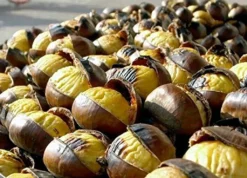 EXCLUSIVE GRANIT MARMOR Elektrogrill Multigrill Kontaktgrill Grill Toaster LAHMACUN + Kasserolle BLACKMODELL 2021 -Günstiges Laube Lust Geschäft c301ce2133213f5acfeb51d0950f5d38