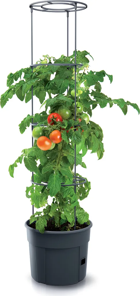 2x Tomatenpflanze Pflanzkübel Pflanzen Tomate 28L Garten Terrasse PAFEN 4 2x Tomatenpflanze Pflanzkübel Pflanzen Tomate 28L Garten Terrasse PAFEN – Bild 2