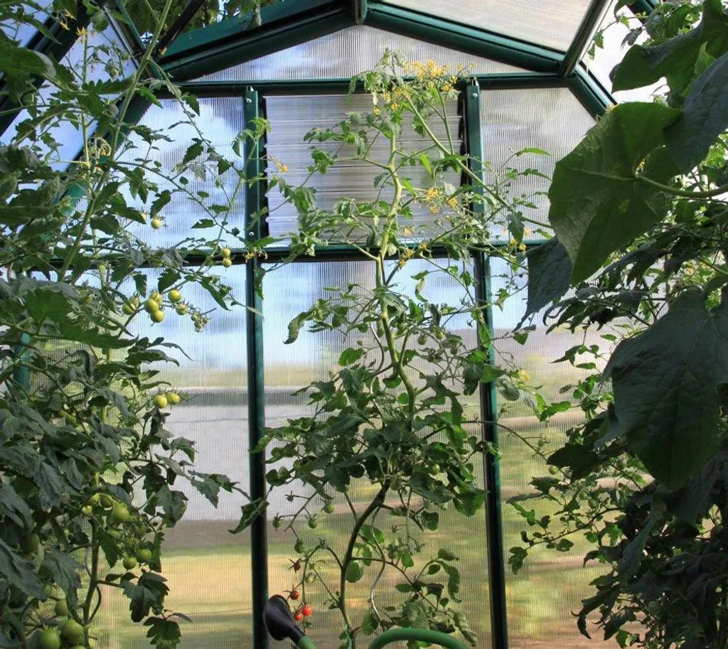 Rion Kunststoff Gewächshaus Smart 36l | Grün | 387x204x198 Cm Rion Kunststoff Gewächshaus Smart 36 | Grün | 387x204x198 Cm 8 Rion Kunststoff Gewächshaus Smart 36l | Grün | 387x204x198 Cm Rion Kunststoff Gewächshaus Smart 36 | Grün | 387x204x198 Cm – Bild 6