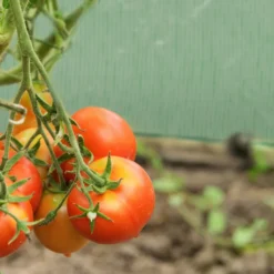 Relaxdays Folienfrühbeet PE Mit 2 Türen -Günstiges Laube Lust Geschäft f8cb758dad37c9a98b4075cb53e4ece1